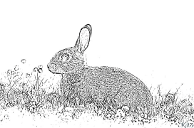 rabbit Coloring Pages To Print